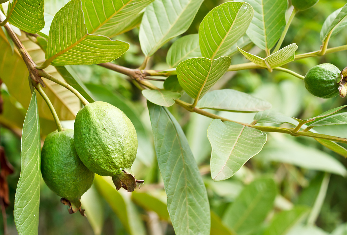 are guava leaves poisonous to health?