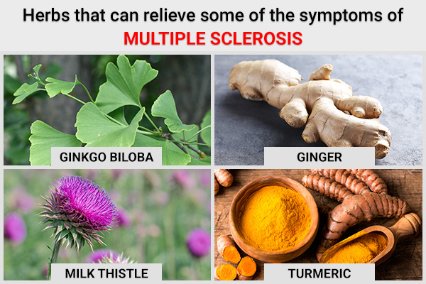 herbs like Ginkgo biloba, ginger, turmeric, etc. can manage multiple sclerosis