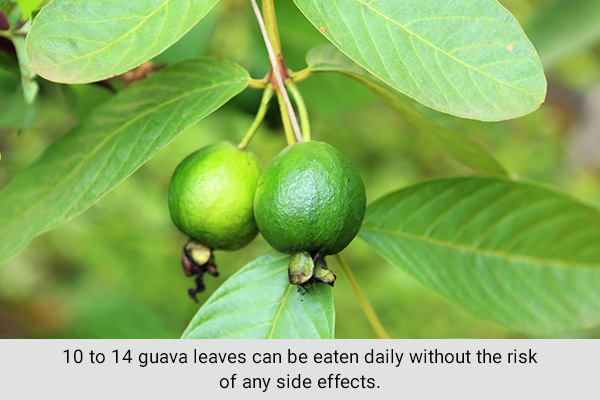 how to consume guava leaves?