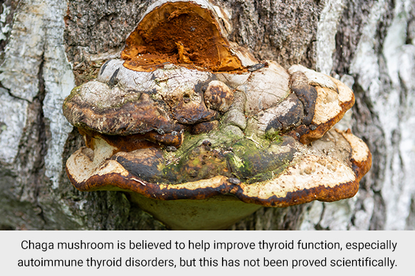 is Chaga mushroom also good for the thyroid function?
