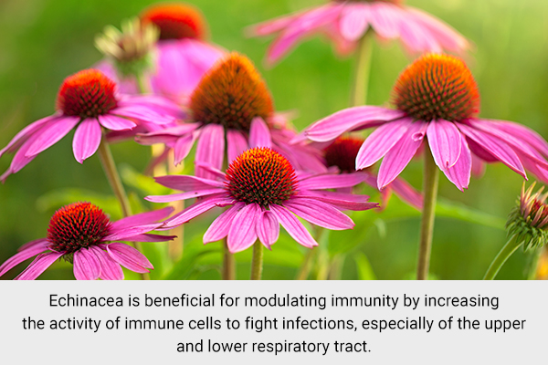 echinacea is a well-known medicinal plant and has many medicinal uses