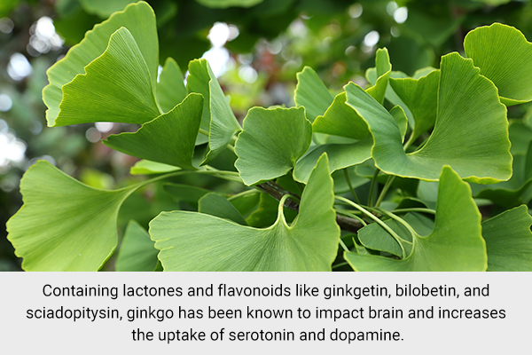 ginkgo is a popular medicinal herb used worldwide