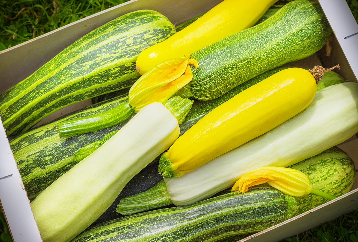 zucchini vs cucumber: which is better for health?