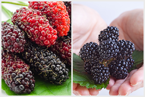 mulberry versus blackberry – which is better for health?