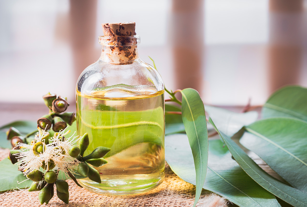 reasons why you need to have a bottle of eucalyptus oil