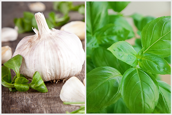 using garlic and basil can help manage and prevent typhoid fever