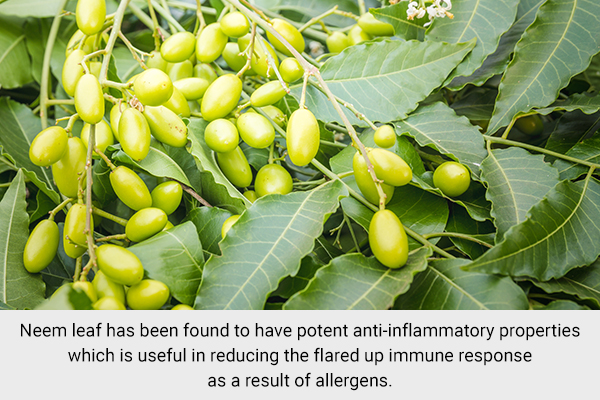 neem leaf has anti-inflammatory properties useful against allergens