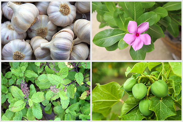 using herbs like garlic, rose periwinkle root, tulsi, etc. can help relieve gonorrhea
