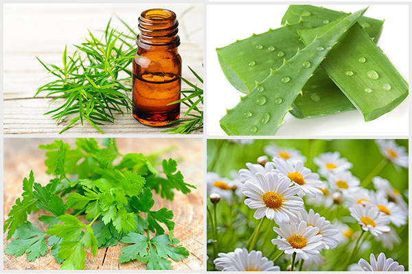 wash eyes with tea tree oil, use aloe vera, parsley, etc. can help cure eyelid cysts