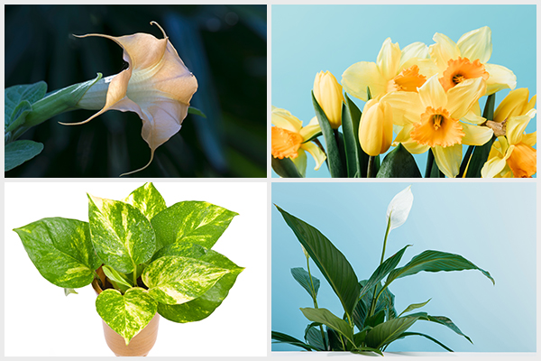 plants like datura, daffodil, pothos, and peace lily are poisonous and not to be grown indoors