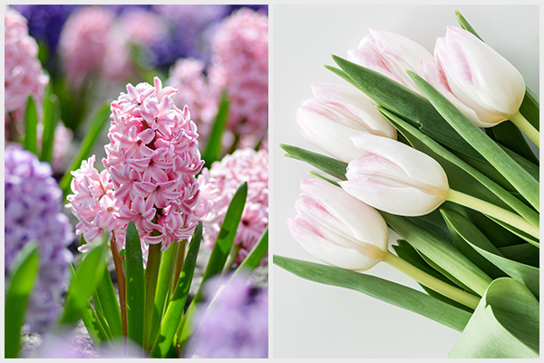 plants such as Hyacinth and tulips are poisonous and not to be grown indoors
