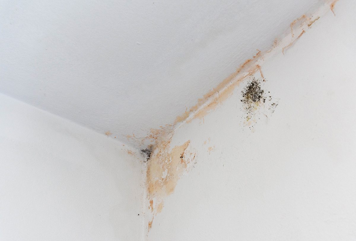 can mold cause headaches and how to deal with it?