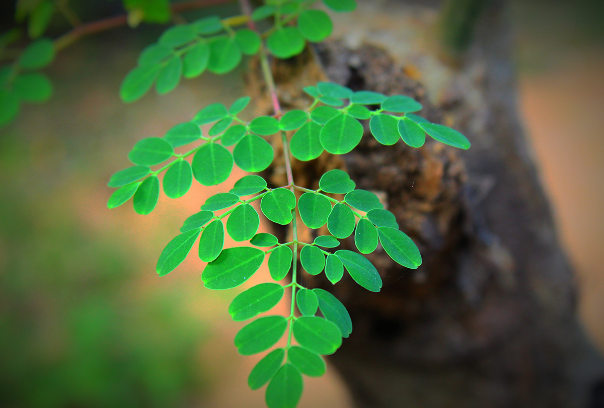 diseases that moringa can cure