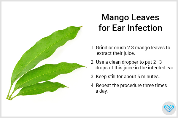 juice from mango leaves can help treat ear infections