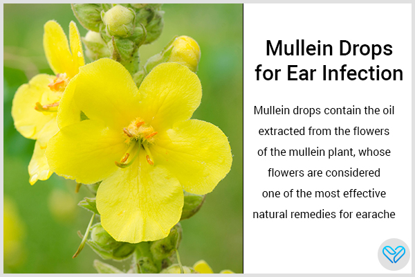 mullein drops can also help deal with ear infections