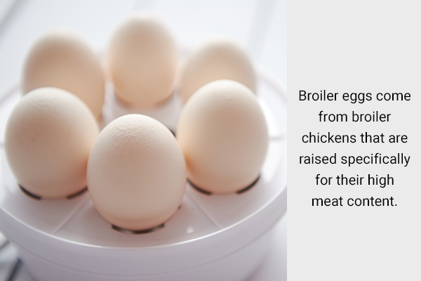practical takeaways regarding broiler eggs and health