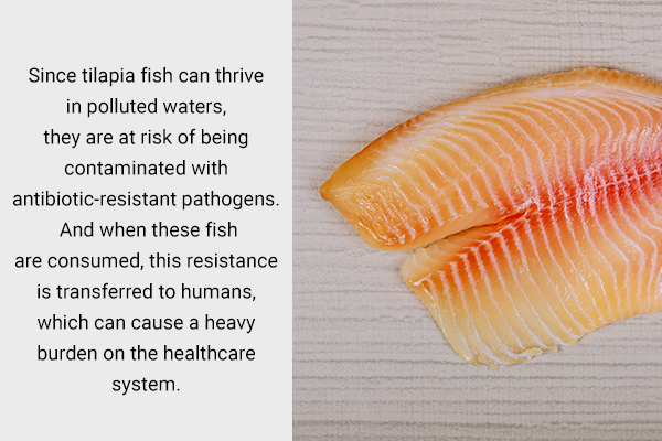 cautions to consider prior consuming tilapia fish