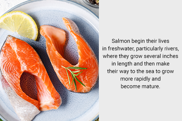 physical appearance and taste differences between salmon and tilapia