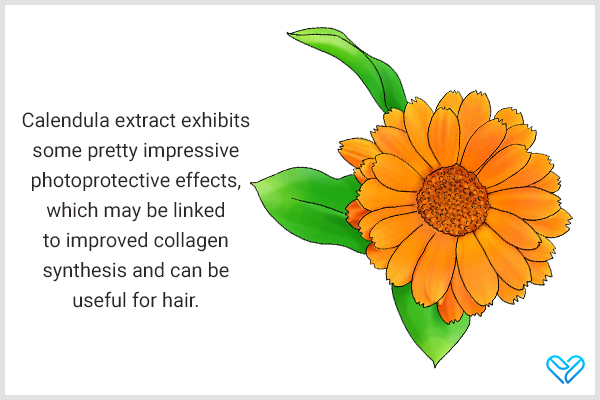 calendula flower possesses photoprotective properties